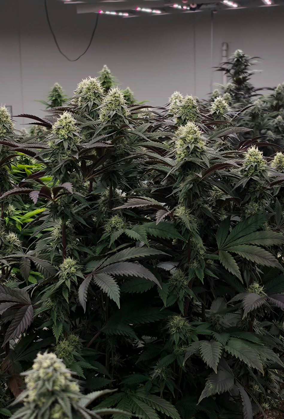 A dense canopy of flowering plants in one of our living soil grow rooms