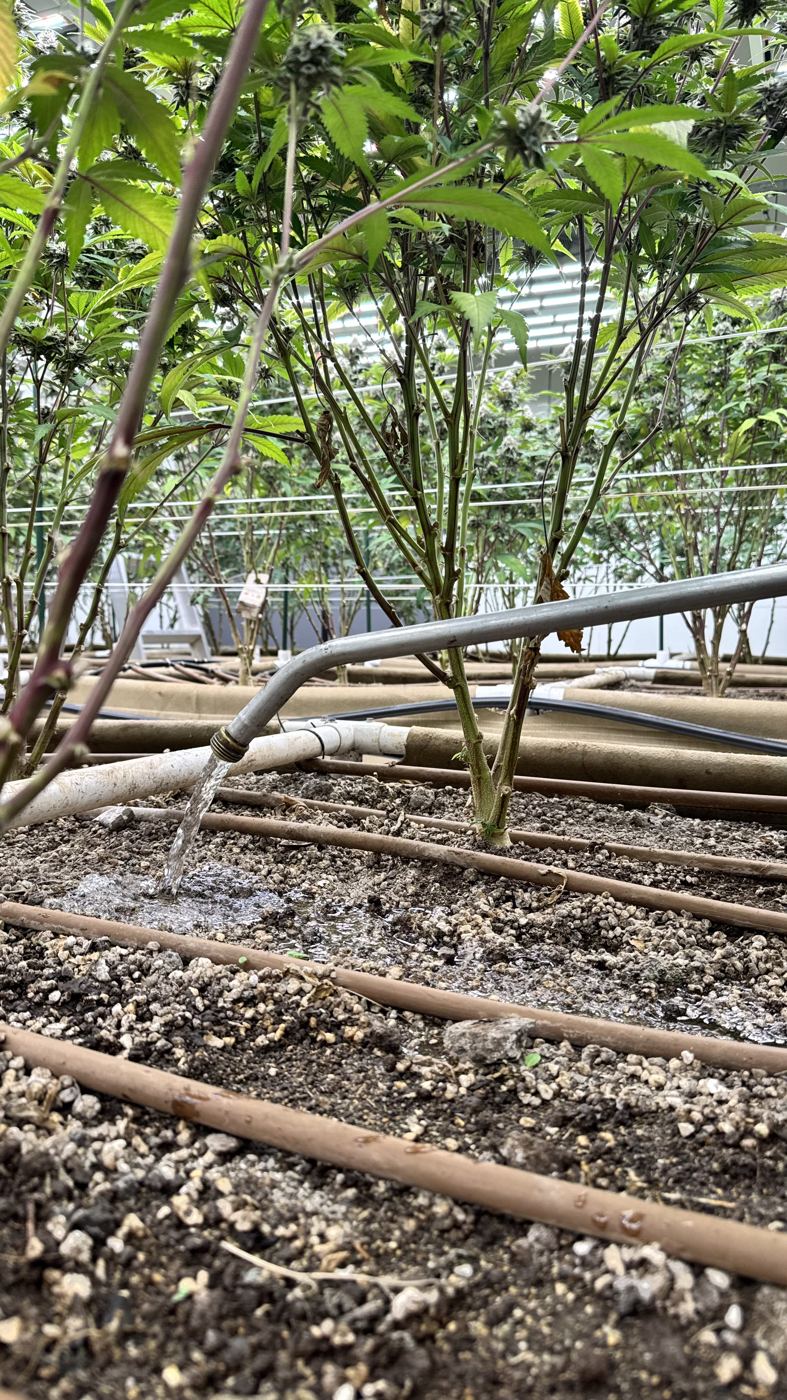 Rainwater running onto living soil beds in the indoor grow room