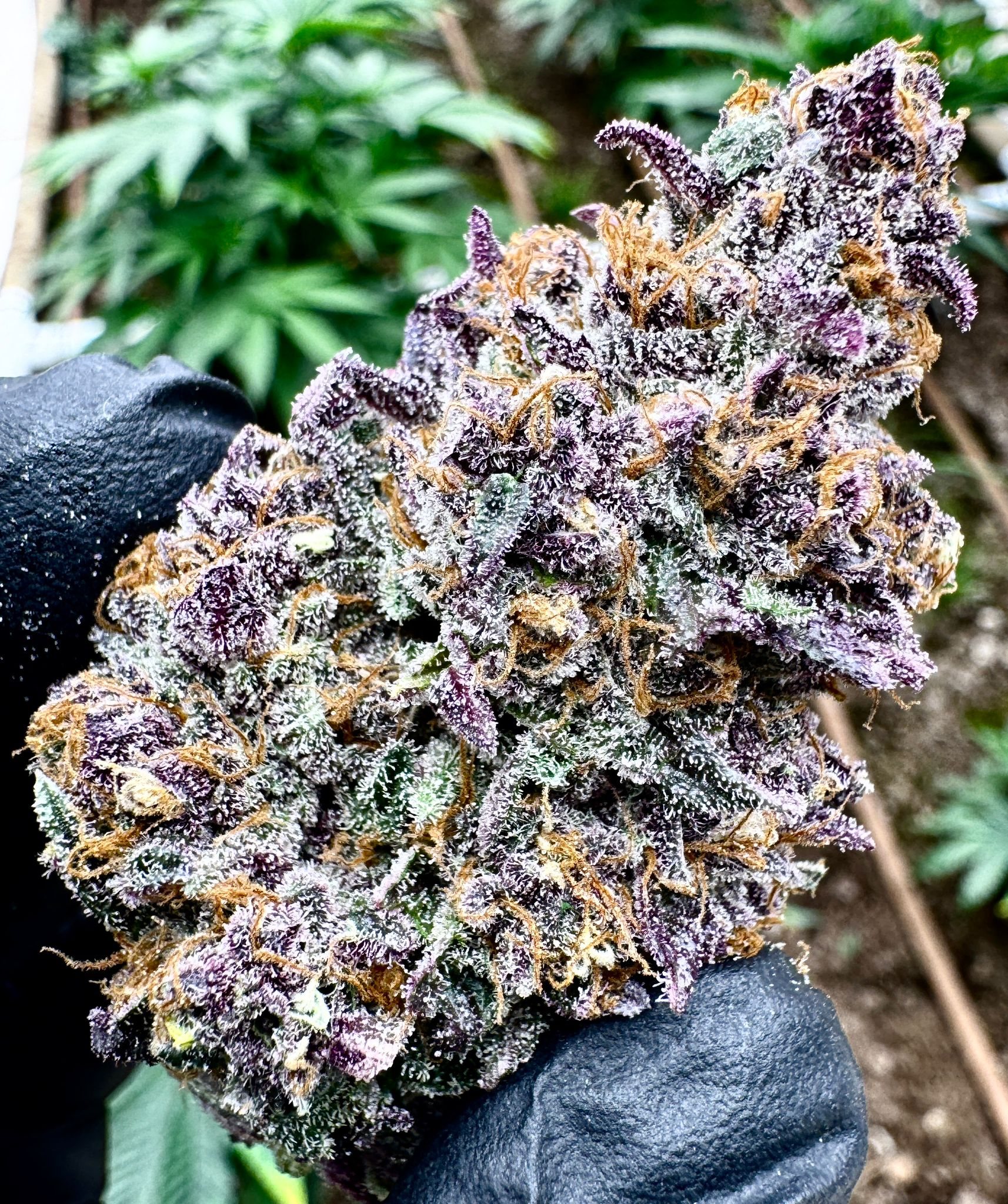 A freshly harvested flower held in a gloved hand