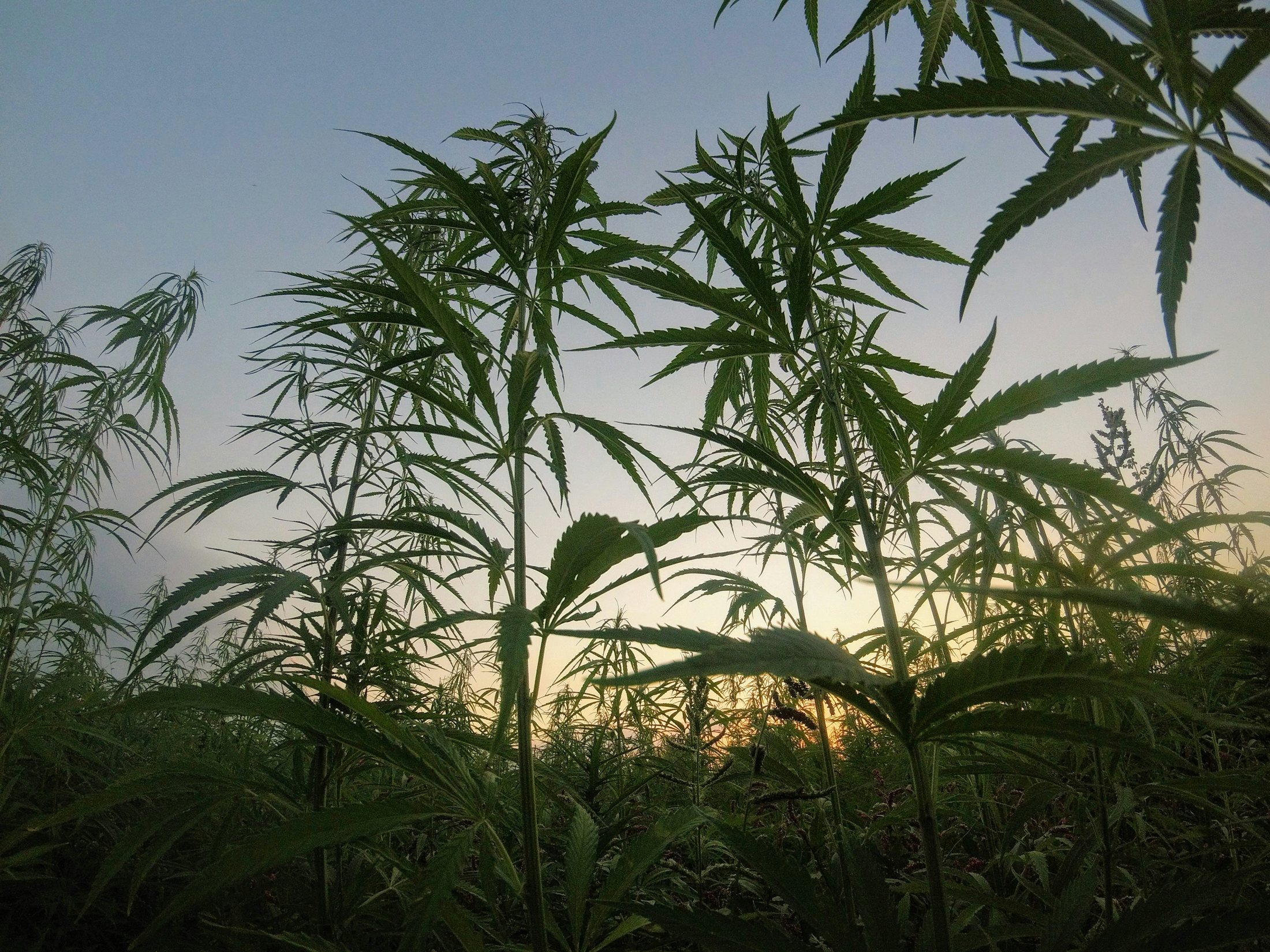 The outdoor field at dusk, plants silhouetted against the evening sky